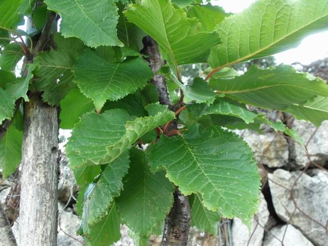 Albero da determinare